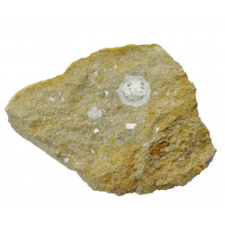 glypthithireus whiterelli