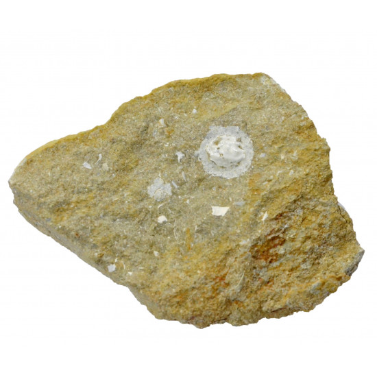 glypthithireus whiterelli