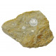 glypthithireus whiterelli