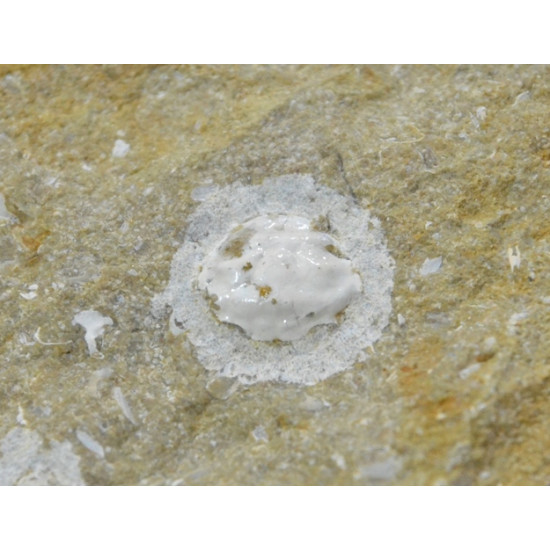 glypthithireus whiterelli