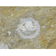 glypthithireus whiterelli
