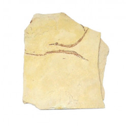 Syngnathus emeritus