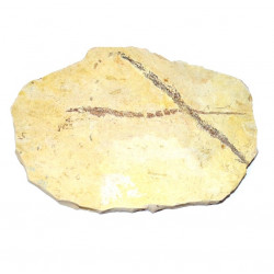 Syngnathus emeritus