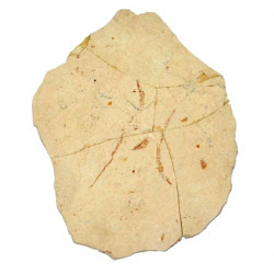 Syngnathus emeritus