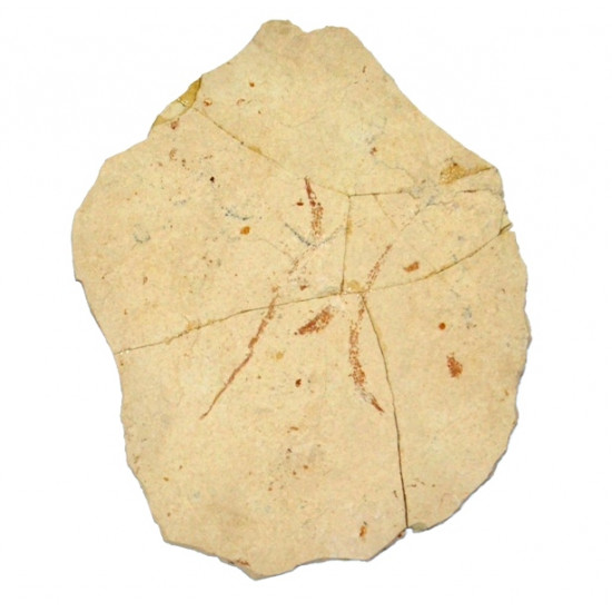 Syngnathus emeritus