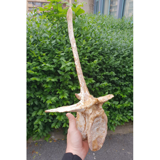 spinosaurus aegypticus (vertebra - 54 cm)
