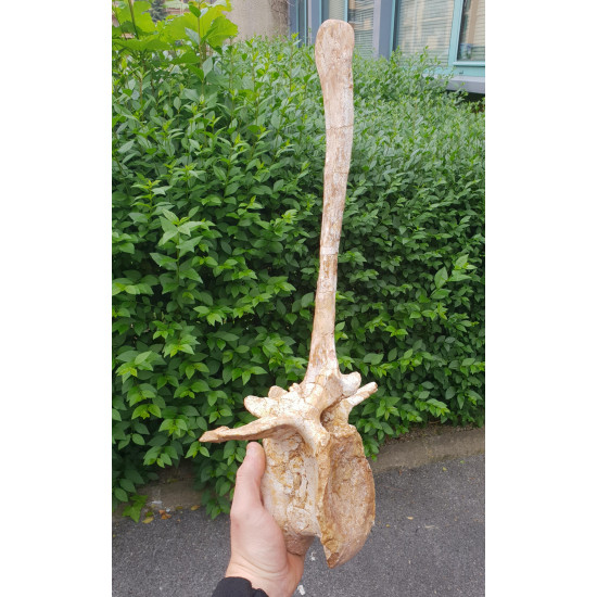 spinosaurus aegypticus (vertebra - 54 cm)