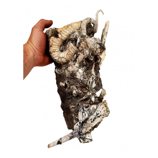Didymoceras cheyennensis et baculites baculus
