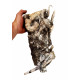 Didymoceras cheyennensis et baculites baculus
