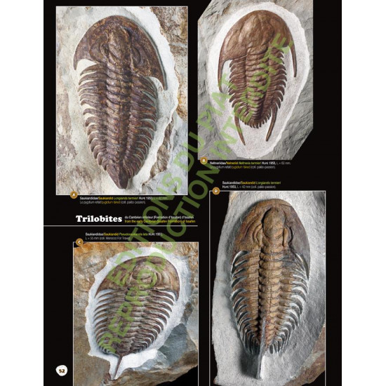 Fossils from Morocco - Volume 1