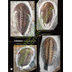 Fossils from Morocco - Volume 1