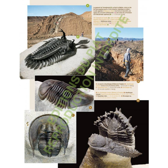 Fossils from Morocco - Volume 1