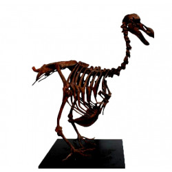 Dodo - Raphus cucullatus