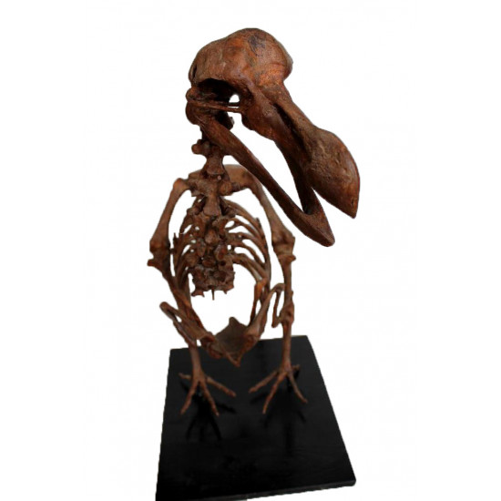 Dodo - Raphus cucullatus