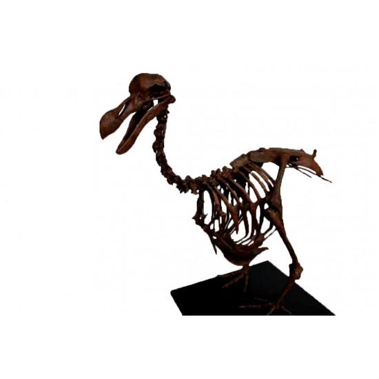 Dodo - Raphus cucullatus