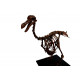 Dodo - Raphus cucullatus