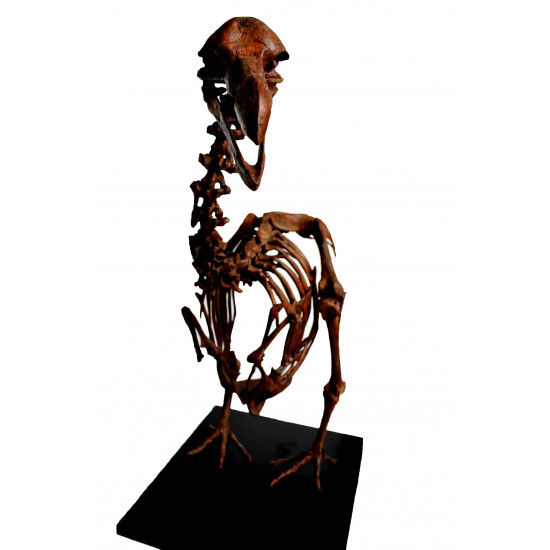 Dodo - Raphus cucullatus
