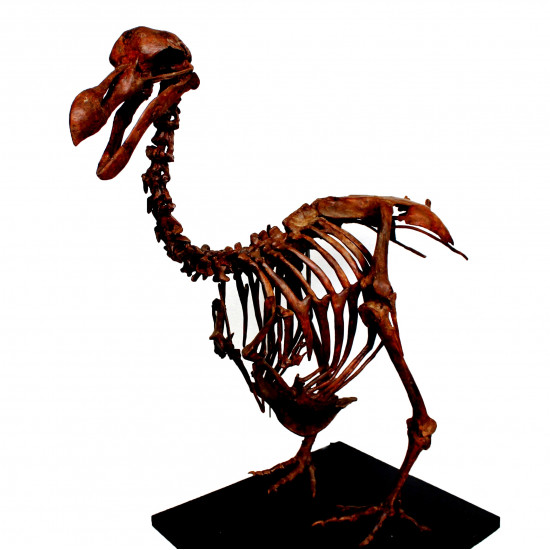 Dodo - Raphus cucullatus