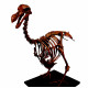 Dodo - Raphus cucullatus