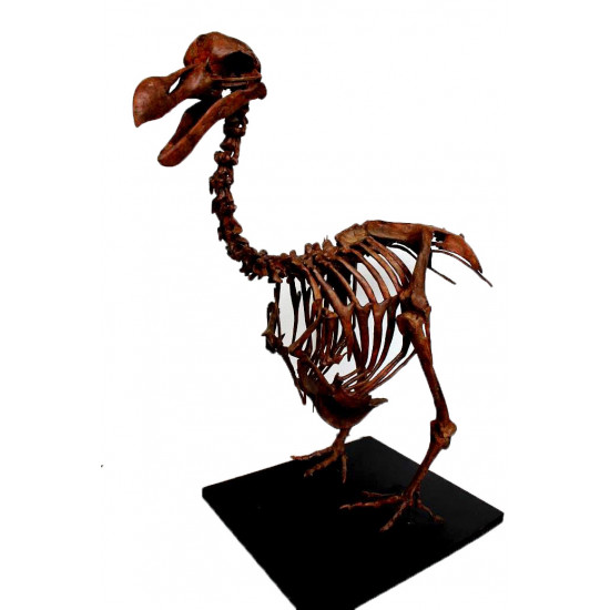 Dodo - Raphus cucullatus
