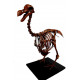 Dodo - Raphus cucullatus