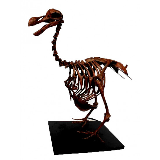 Dodo - Raphus cucullatus