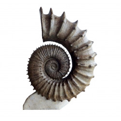 emericiceras barremense 