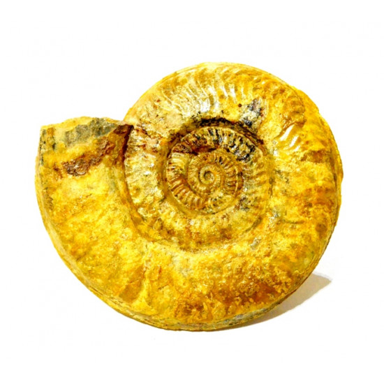 Hildaites pionneaui