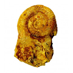 Hildaites pionneaui