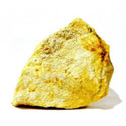 acrosalenia pustulosa avec radiole