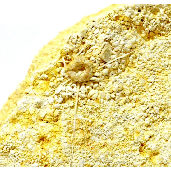 acrosalenia pustulosa avec radiole
