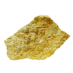 acrosalenia pustulosa avec radiole