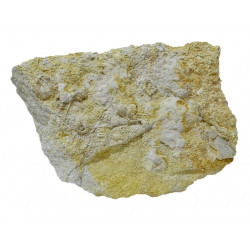 acrosalenia pustulosa avec radiole 