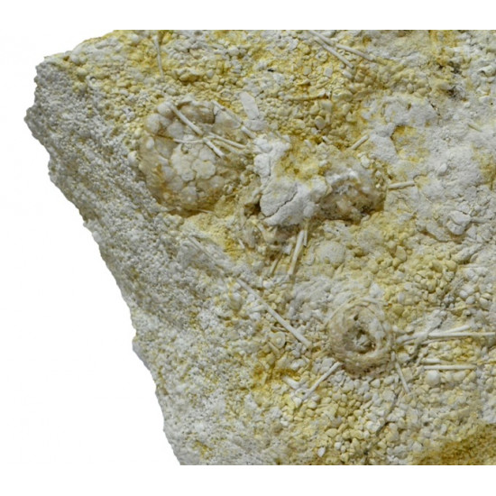 acrosalenia pustulosa with spines