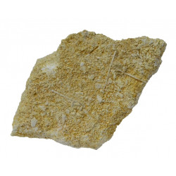 ophiopetra sp + radiole
