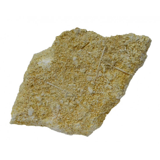 ophiopetra sp + radiole