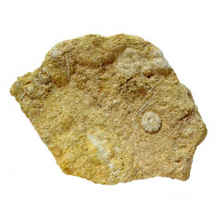 acrosalenia pustulosa + ophiopetra