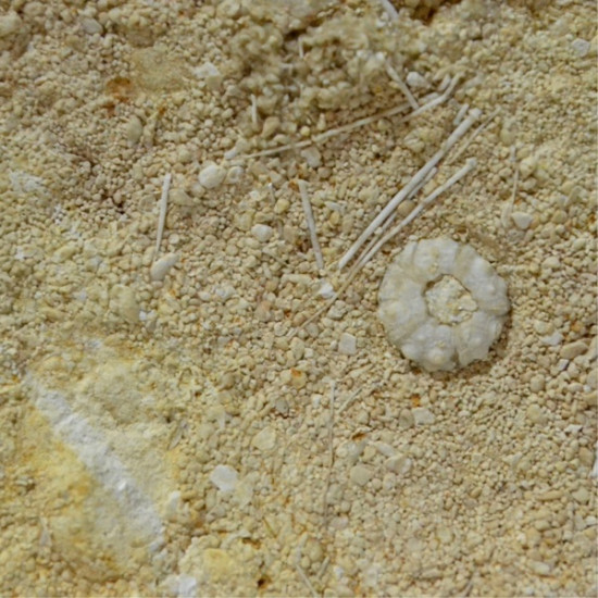acrosalenia pustulosa + ophiopetra