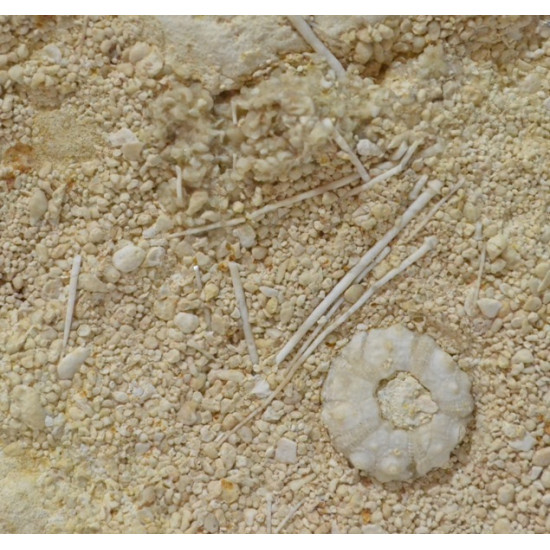 acrosalenia pustulosa + ophiopetra