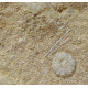 acrosalenia pustulosa + ophiopetra
