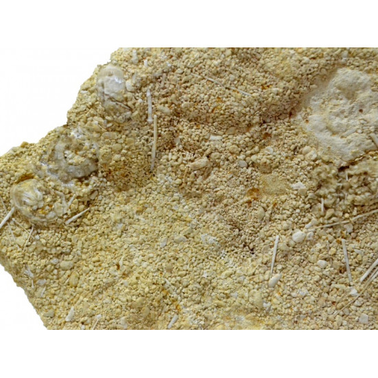 acrosalenia pustulosa + ophiopetra