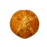 mepygurus depressus 