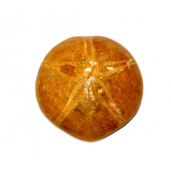 mepygurus depressus 