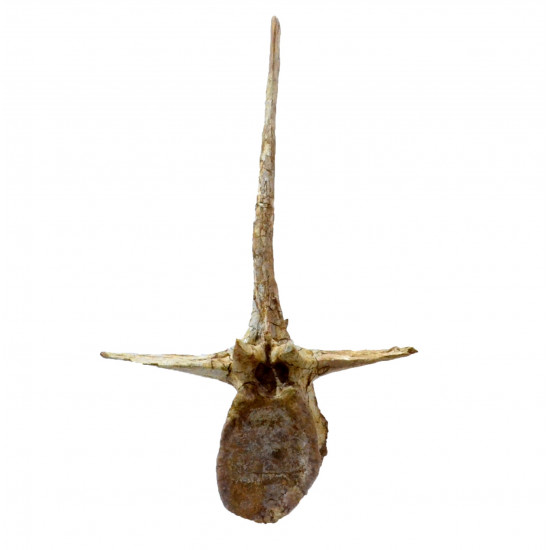spinosaurus aegypticus (vertebra - 54 cm)