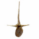 spinosaurus aegypticus (vertebra - 54 cm)