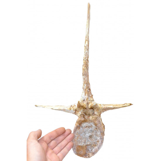 spinosaurus aegypticus (vertebra - 54 cm)