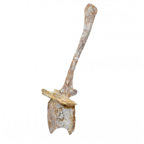 spinosaurus aegypticus (vertebra - 54 cm)
