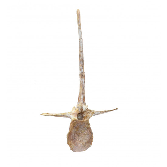 spinosaurus aegypticus (vertebra - 54 cm)
