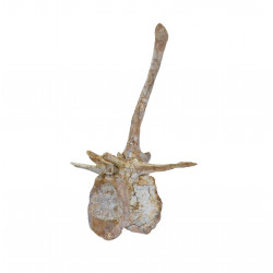 spinosaurus aegypticus (vertebra - 54 cm)