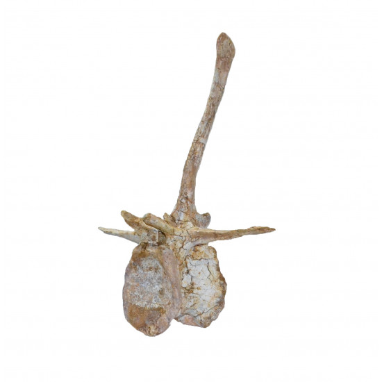 spinosaurus aegypticus (vertebra - 54 cm)